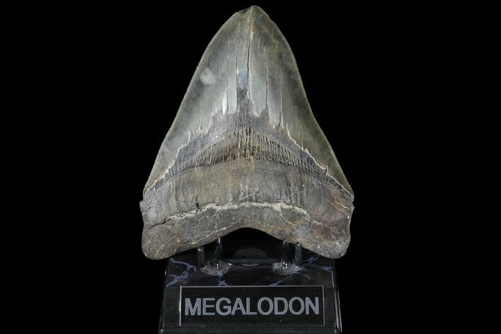 Monster, Fossil Megalodon Tooth - Sharp Serrations #125263